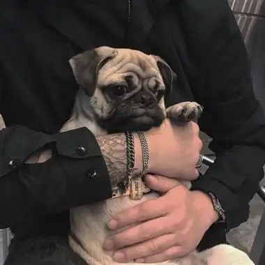 qq男生头像抱着小动物