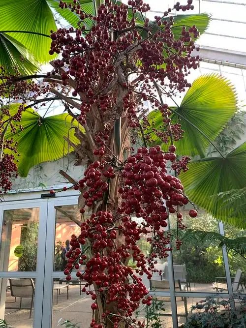 原来扇子棕榈树的果子是这样的04