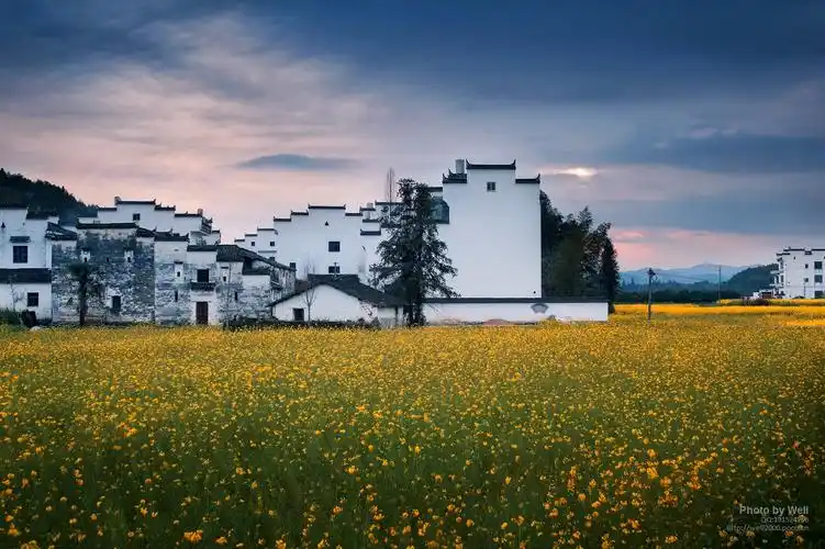 婺源菜花黄_风景_poco摄影,婺源,油菜花,马头墙村落,旅行日志博文