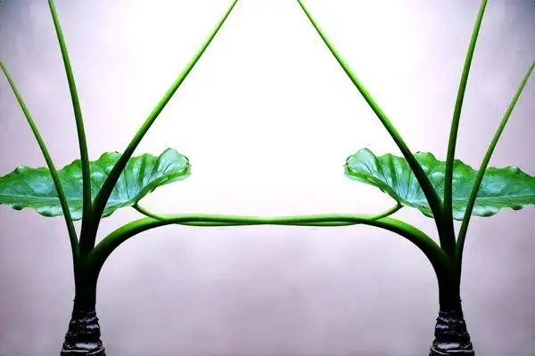 连理枝定义的介绍