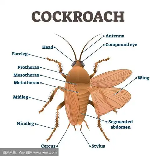蟑螂矢量插图.标注教育主体结构方案.