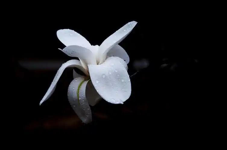 纯花-春水---醉来者