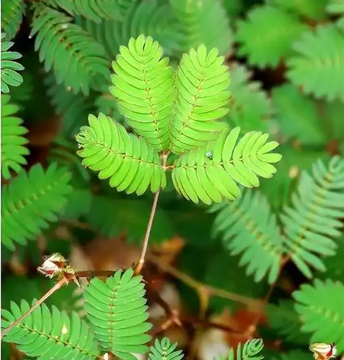 关于含羞草的简单介绍(含羞草有什么作用呢)