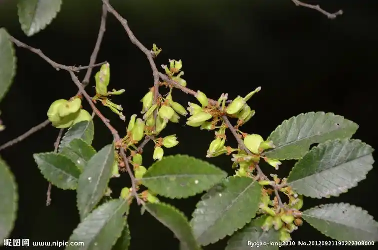 榔榆树花图片