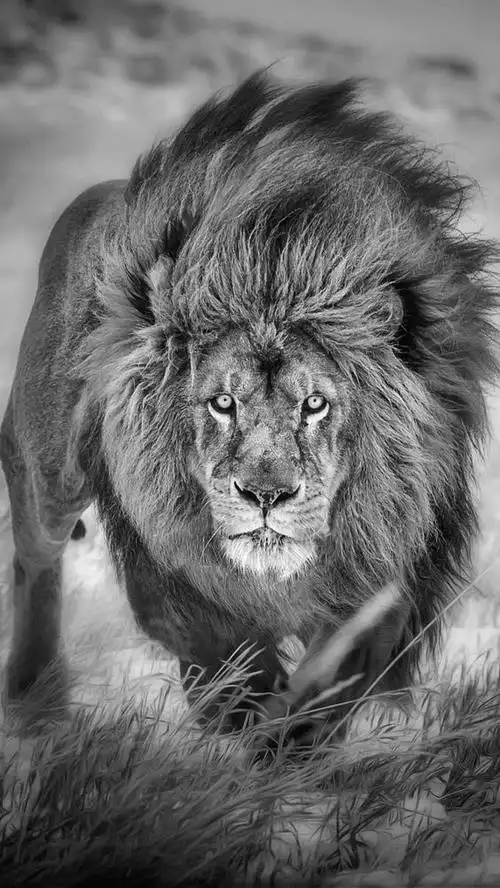 狮子黑白优秀摄影作品图片