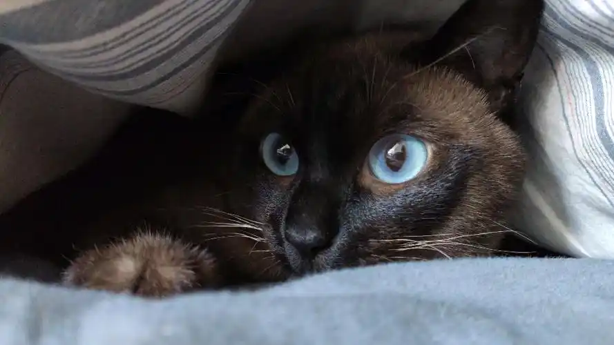 这个黑脸蓝眼猫,调皮可爱的很