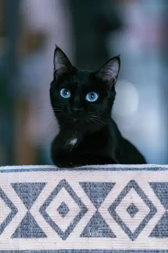 2年前的某天回家,桌上竟跑来一只蓝眼黑猫,这是什么样的缘分