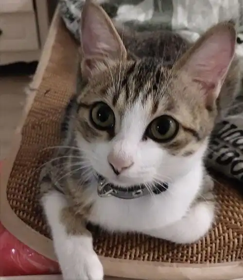 狸花猫是中华田园猫,有着"中华神猫"之称的它,无论是在国内还是国外