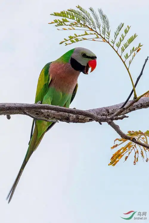 绯胸鹦鹉绯胸鹦鹉贺荣获每日精华