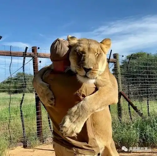 狮子跟人类的拥抱疯传外网,背后是一场持续10年的艰辛救助…|狮子