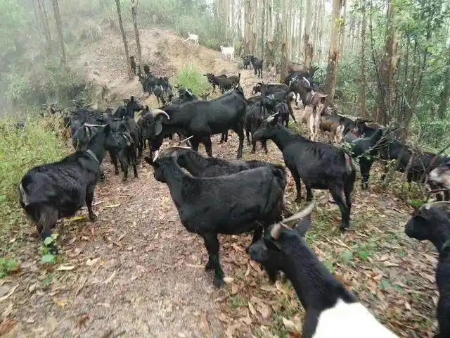 大力发展养殖业,2018年在广西农村赚大钱就靠你了,黑山羊