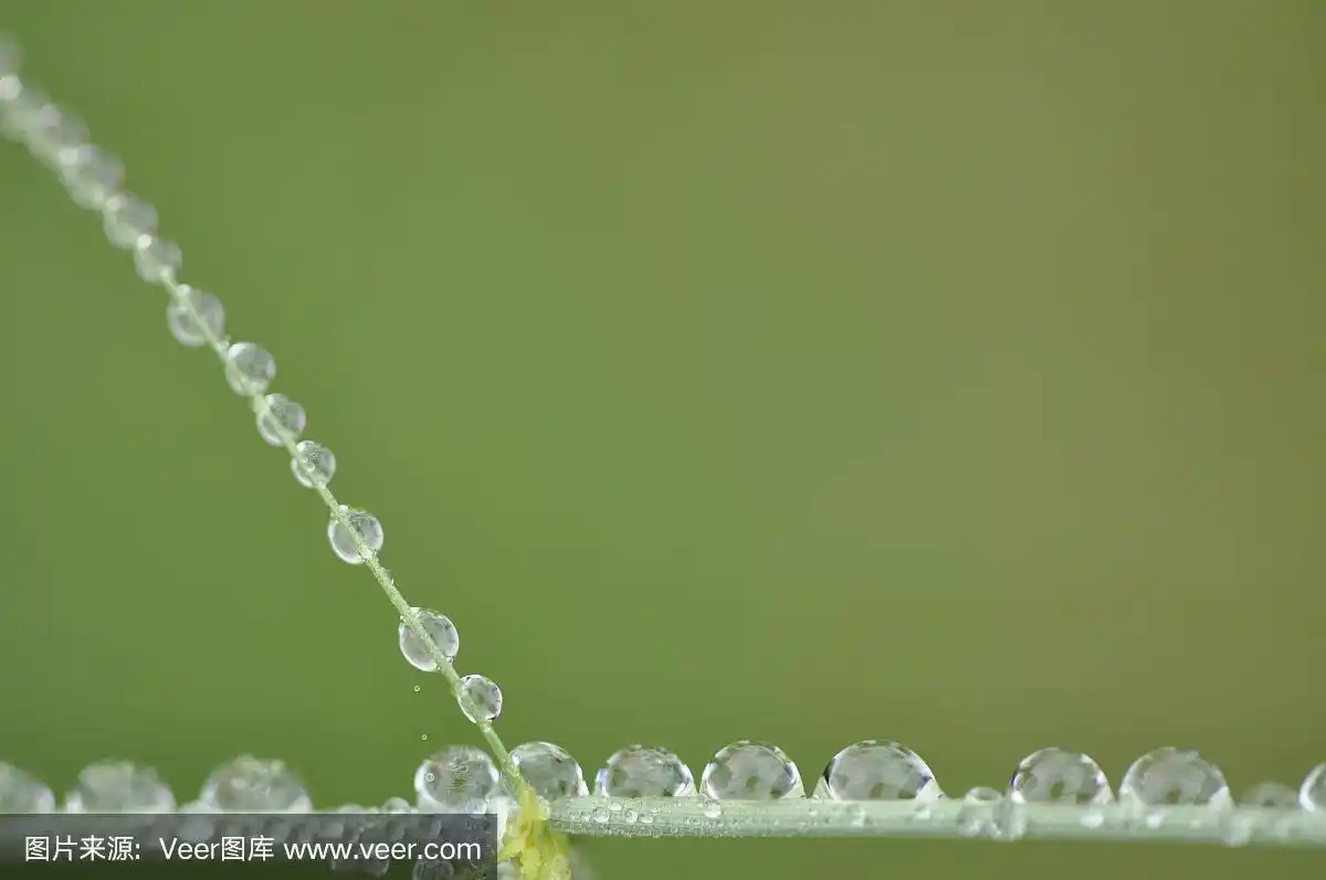草叶上一串串的水滴