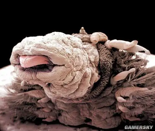 地球深处的异形从未见过的深海巨型蠕虫