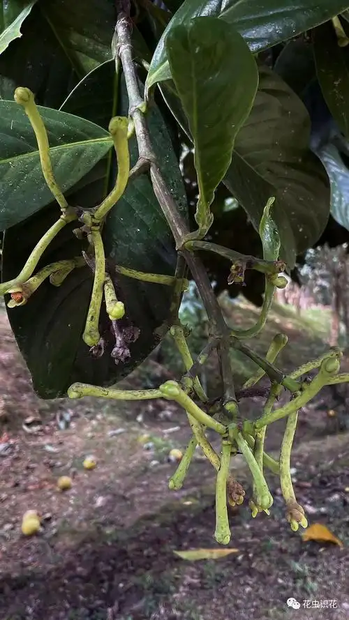 大果藤黄(藤黄科 藤黄属)