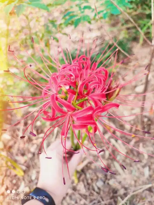 彼岸花又名曼珠沙华,花语是悲伤的回忆,开花不见叶,见叶不长花,花叶