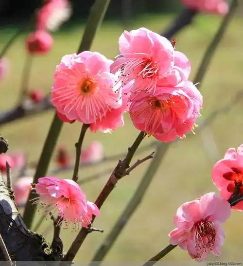 梅花香自苦寒来 - 秋天的燕子 - 眷恋那片海.