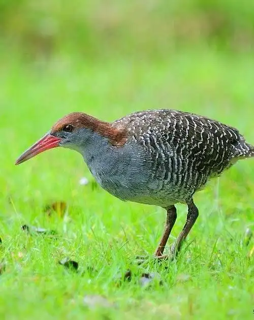 蓝胸秧鸡 (动物)
