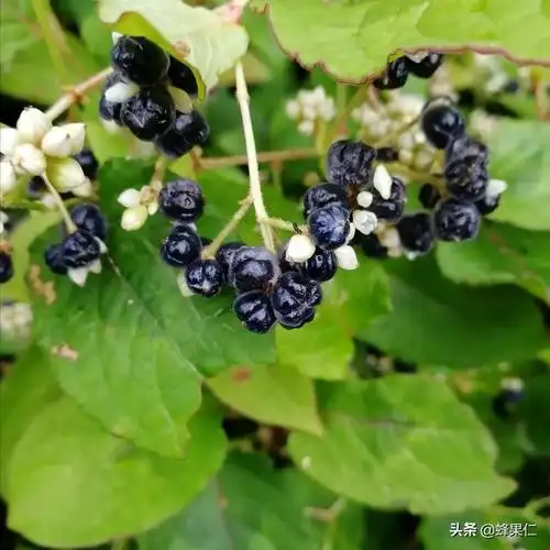 15.猫眼(火炭母)