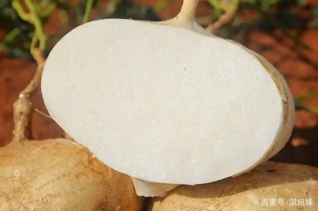 说薯不是薯说瓜不是瓜,长得不起眼,果肉白嫩汁水甜,剥皮就能吃