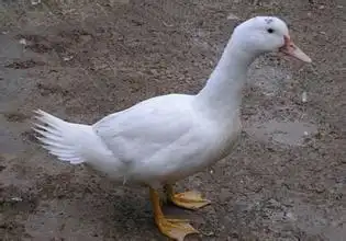 鸭品种白羽半番鸭