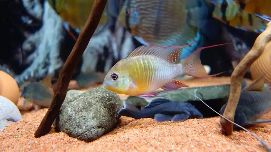 出玻利维亚凤凰已出