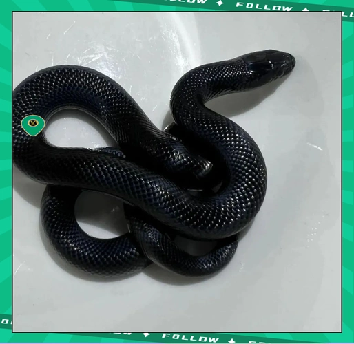 解密黑曼巴蛇的致命毒液与进化智慧