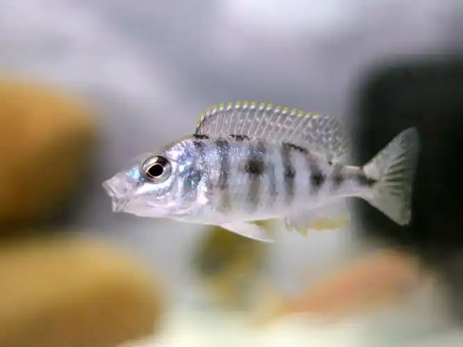 三湖慈鲷鱼求辨认名字和性别