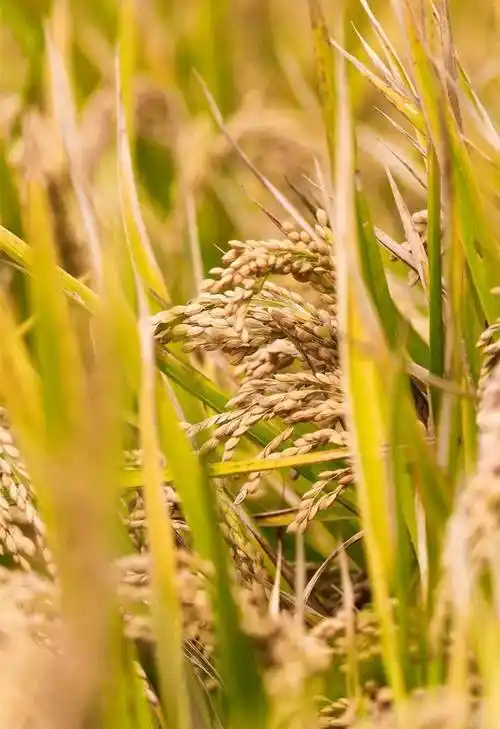 近日,横林镇狄坂村的种粮大户吴建兴的378亩水稻逐渐成熟,进入丰收季.