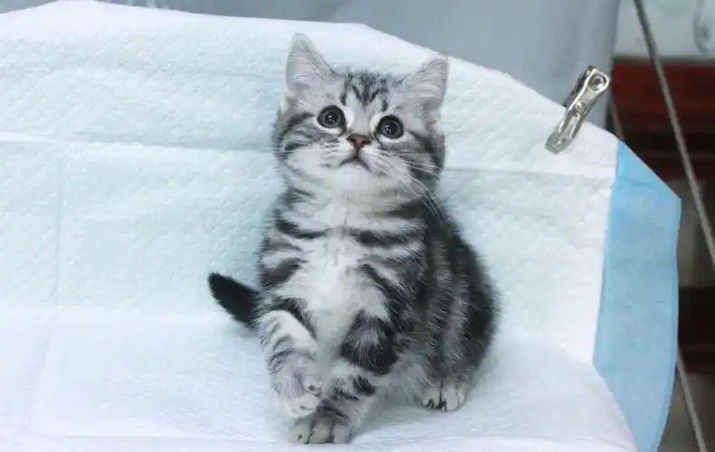 美短幼猫 宠物猫 本地猫舍 包健康