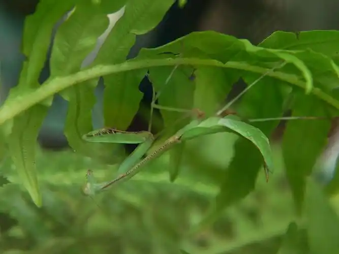 奇形怪状的螳螂