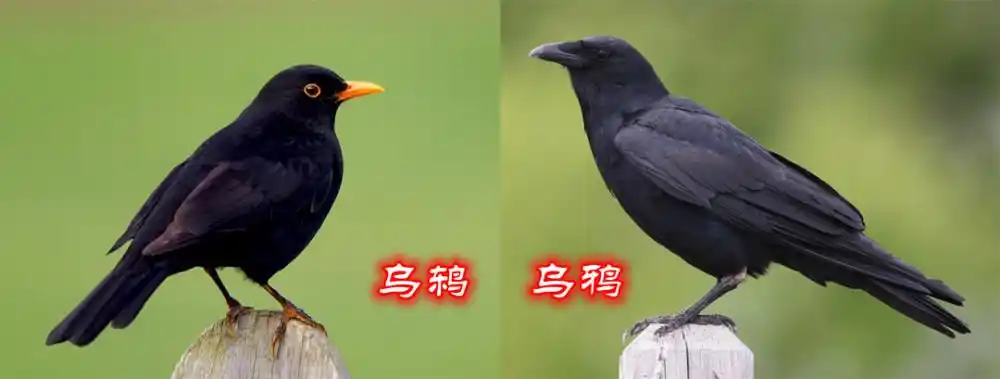 你可能看到的不是一只乌鸦?全身黝黑的乌鸫,能学百鸟之音
