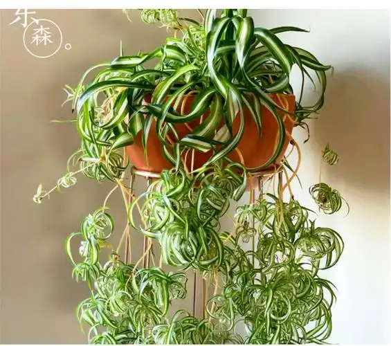 法国女郎卷叶金心吊兰邦尼ins网红盆栽植物室内客厅耐阴喜湿润