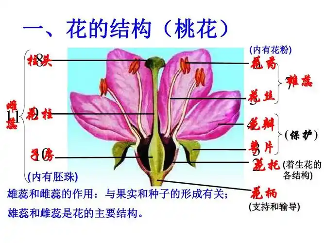 1 花的结构和类型 课件(济南教版八年级上) (共16张ppt)