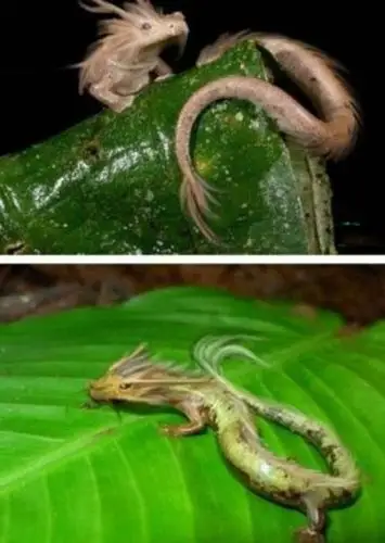 世界上真有龙吗真龙长什么样子龙到底是神话虚构还是真存在