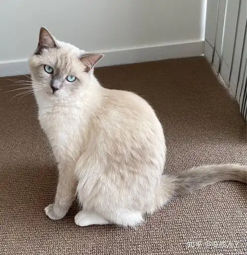 布偶猫和暹罗猫的串串什么样的? - 知乎