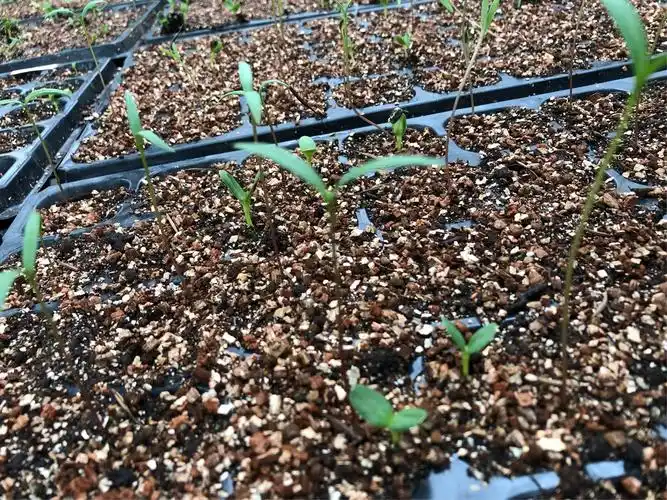 3天后,种子发芽