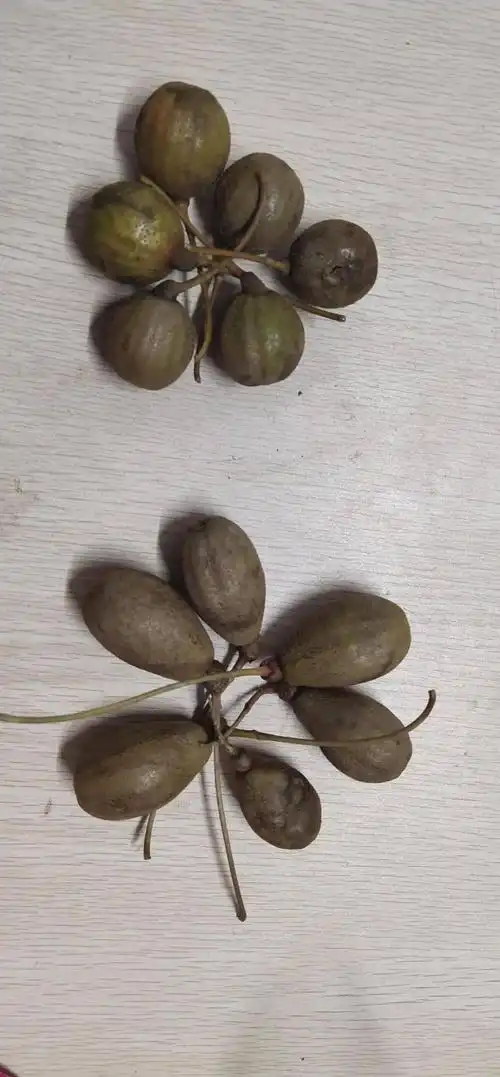 为了看个桐子,爬山整整一个小时!