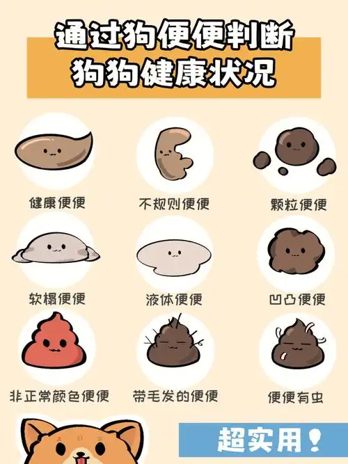 超实用7515通过狗便便93判断狗狗健康状况9315