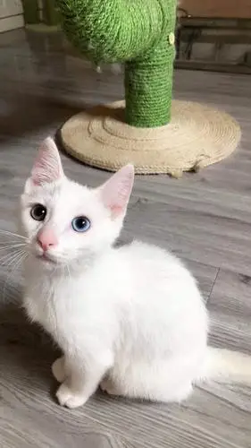 领养上海异瞳纯白猫咪弟弟找领养