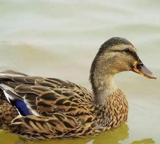 鸭品种—中山麻鸭
