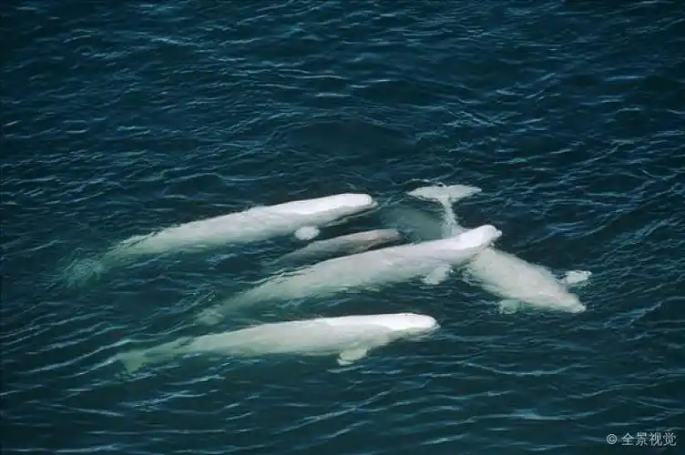 白鲸_鲸_群_兰开斯特海峡_加拿大_高清图片_全景视觉