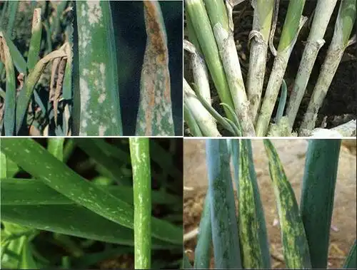 大葱灰霉病症状