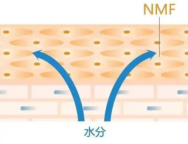 皮肤的天然保湿因子