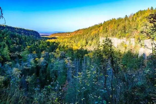 神秘的长白山地下森林寂静无声上百年枯木无人敢运出山外