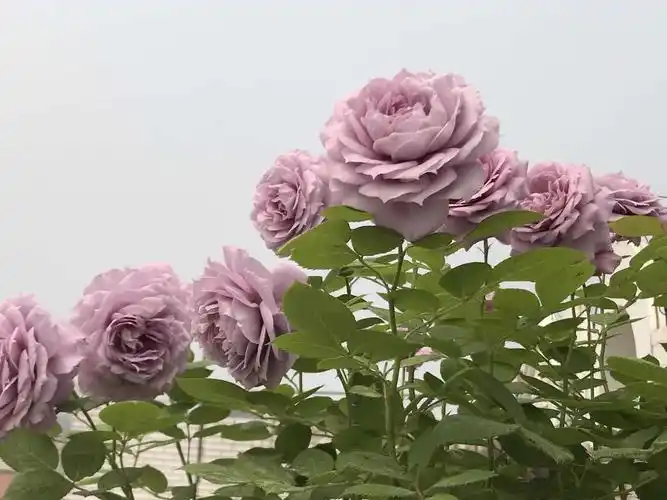 蓝紫色月季首推