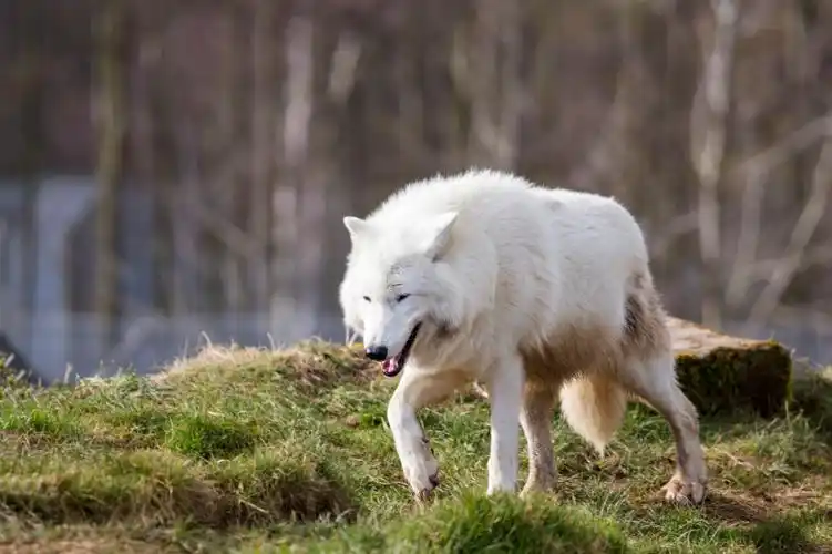 一只白色的野狼图片第5张