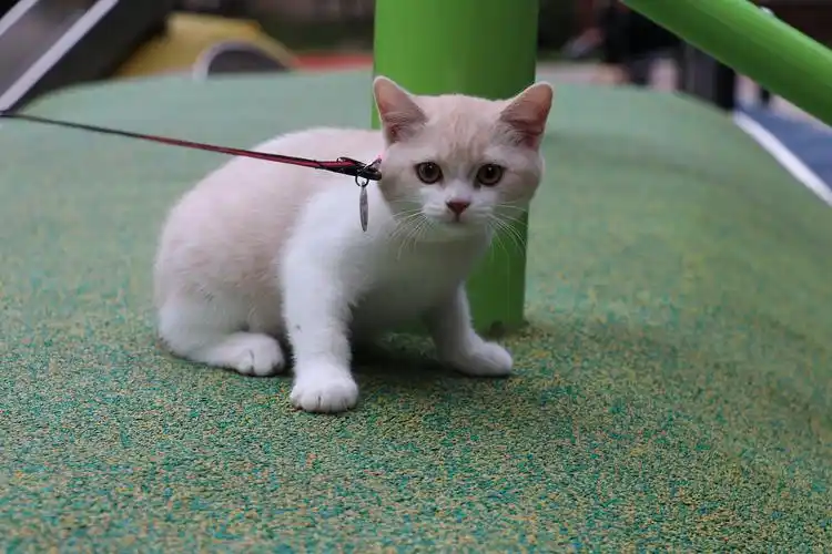 173英短乳白公小正八橘猫黄白色英国短毛猫