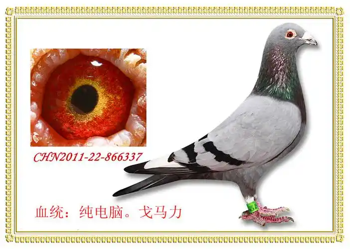 纯电脑.戈马力高级种鸽337! 保证金级 拍卖