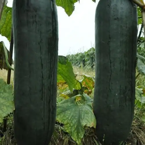 美味可口的黑皮冬瓜