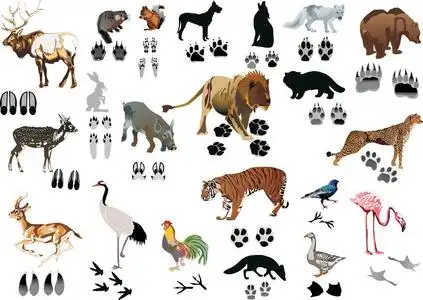 鸟瞰图鸟的脚印船后鸟动物轨道打印集矢量说明机智伊斯坦布尔象征塔